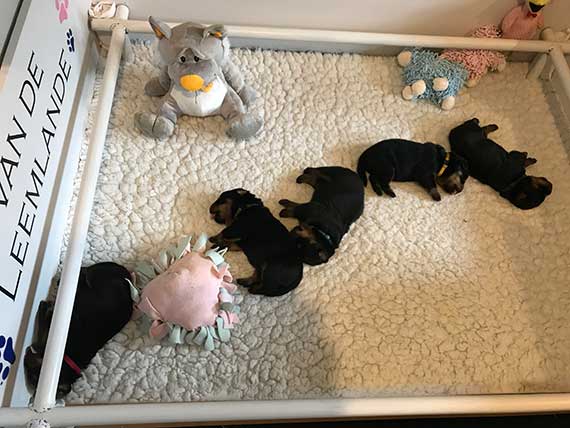 puppy's K-nest week 3